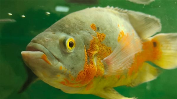 حديقة الأسماك