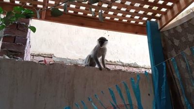 بعد أنباء عن ظهور القرد الهارب بحدائق الأهرام.. حديقة الحيوان: لم نتلق بلاغًا حتى الآن