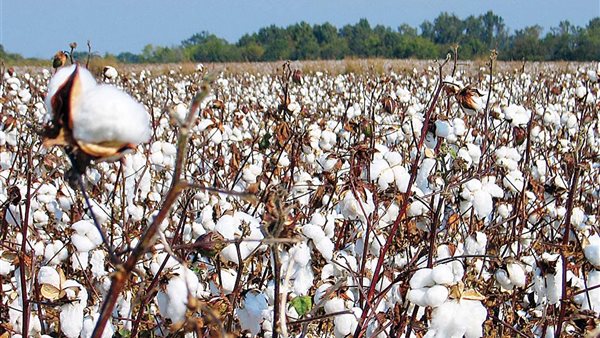 القطن المصري