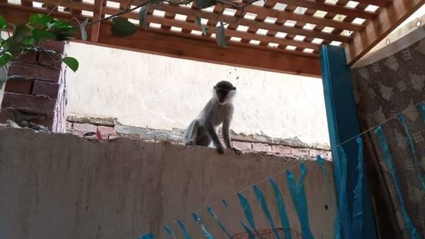 القرد الهارب