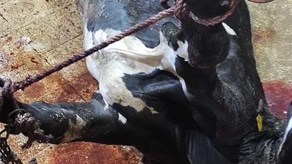 مخزن لذبح المواشي