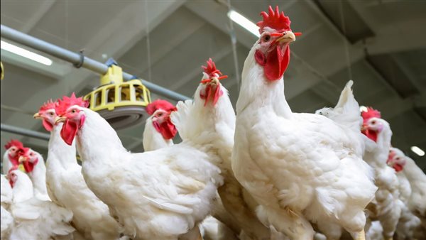 سعر الدواجن اليوم