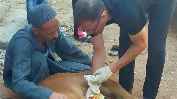 قافلة بيطرية بقرية