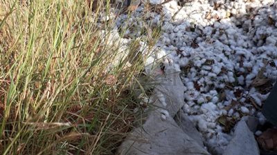 القطن المصري يكسب.. حالة من الرضا بين مزارعي الذهب الأبيض بكفر الشيخ بعد الأسعار الجديدة | صور