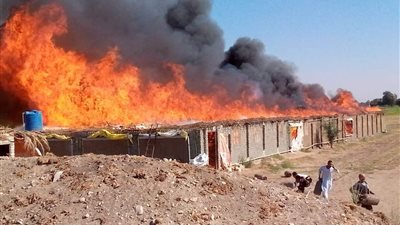 السيطرة على حريق مزرعة مواشي في الإسماعيلية