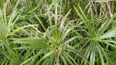 ما أهم فوائد زيت السعد للبشرة والجسم؟