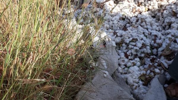 محصول القطن