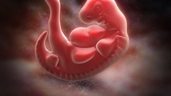 جنين_ تعبيرية