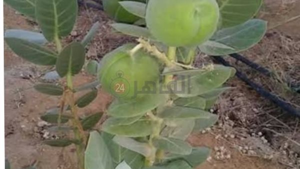 نبات العُشار الباسق