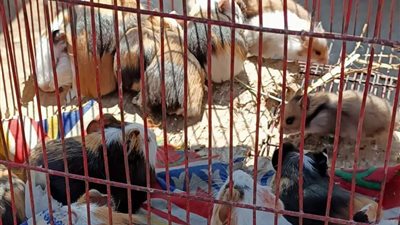 حملة مكبرة على سوق الجمعة وضبط عصافير نادرة وتسليمها لحديقة الحيوان