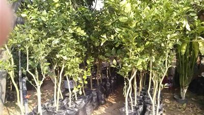 اليوم.. انطلاق المؤتمر الدولي للزراعة حول الآفاق المستقبلية لوقاية النباتات