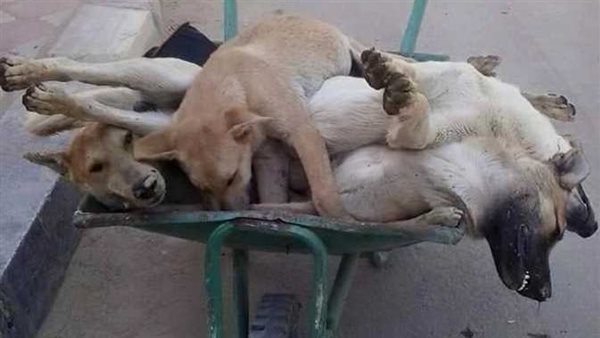 قتل الكلاب الضالة