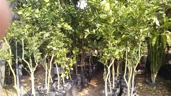 وقاية النباتات