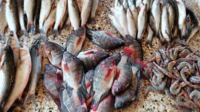 الجمبري بـ60 والبوري بـ35 في سوق أسماك الإسماعيلية |صور وفيديو