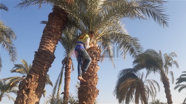 استخراج أعمال سحر