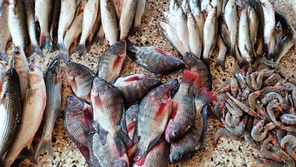 أسعار الأسماك 