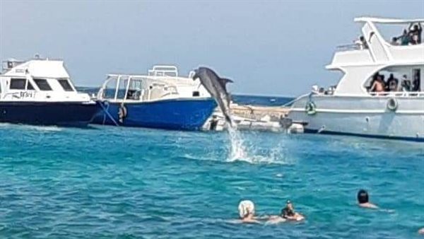 ظهور دولفين في البحر