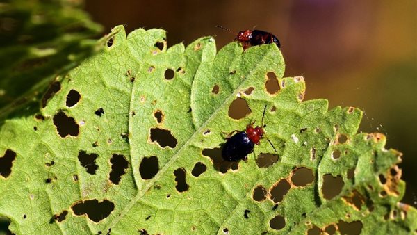 الآفات الزراعية