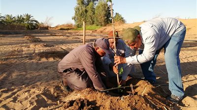 500 ألف فدان و2.5 مليون نخلة.. نقيب الزراعيين يكشف التنوع البيولوجي بمحافظة الوادي الجديد