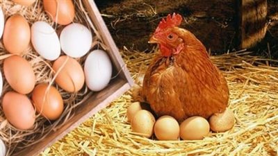أستقرار أسعار الدواجن والبيض اليوم الأربعاء 23-2-2022