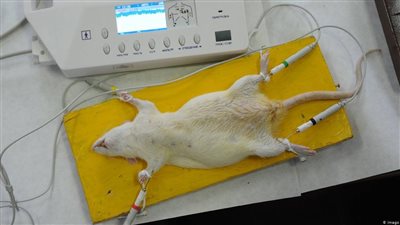 ما حكم استخدام الحيوانات في تجارب اللقاحات والأدوية؟.. عالم أزهري يرد