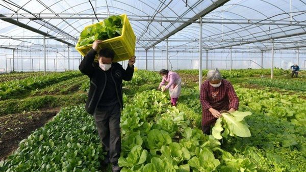 أنشطة الزراعة