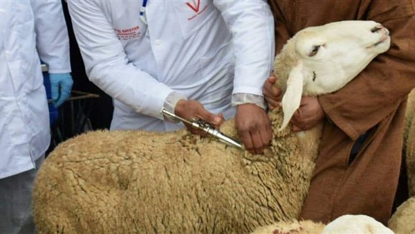  مرض طاعون المجترات