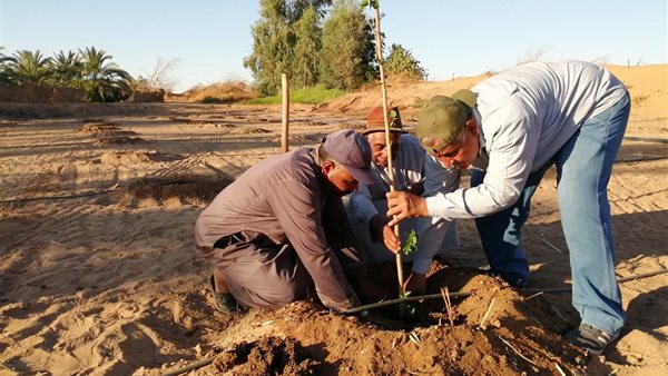 أشجار التوت