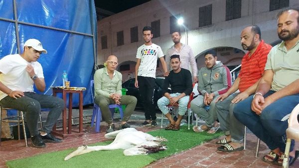 البجعة البورسعيدية