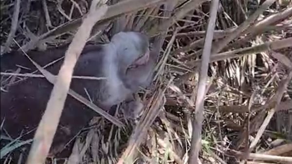 العثور على حمار مذبوح