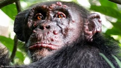  رصد مرض الجذام في الشمبانزي لأول مرة في غينيا بيساو وكوت ديفوار