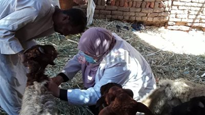 بيطري الأقصر تنفذ حملة تحصين ضد مرض طاعون المجترات الصغيرة