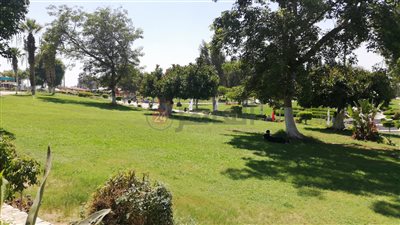 الحكومة تكشف حقيقة تجريف الحديقة الدولية بمدينة نصر وإزالة أشجارها النادرة تمهيدًا لبيعها