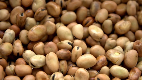 الفول البلدي- أرشيفية