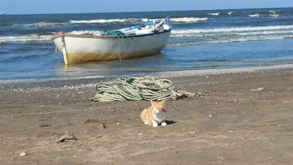 شاطئ بورسعيد 