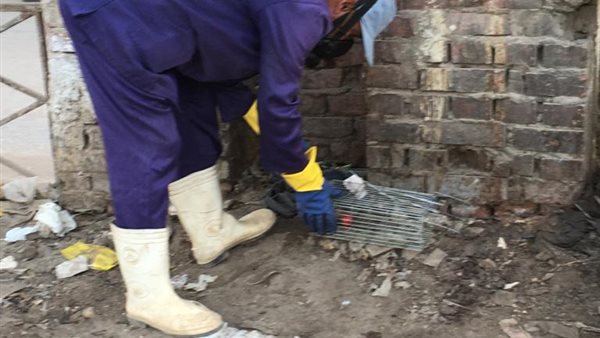 حملة لمواجهة القوارض