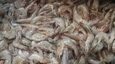 ضبط 360 كجم جمبري مجمد منتهي الصلاحية في القاهرة