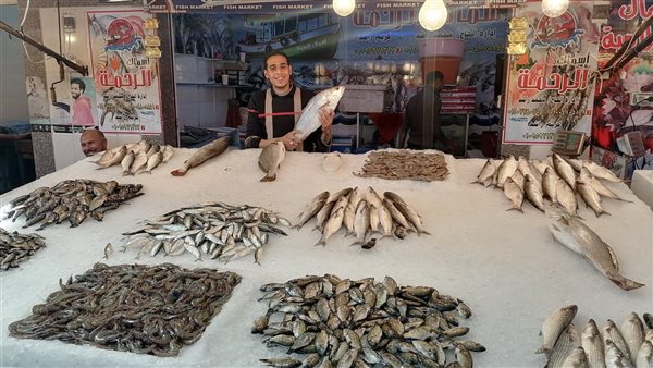 الأسماك اليوم