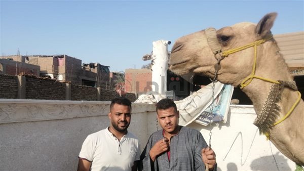 قلبظ الرحال 