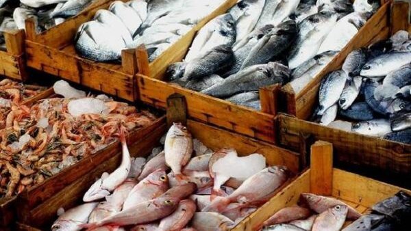 تصدير الأسماك 