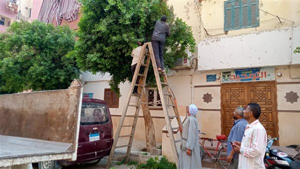 حملة لتهذيب الأشجار