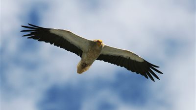 الموت بالسم والصعق الكهربائي.. دراسة تكشف تهديدات تواجه الطيور المهاجرة والنسر المصري