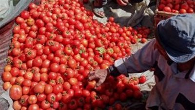 نقيب الفلاحين: انخفاض أسعار الطماطم يؤثر على المزارعين بالسلب