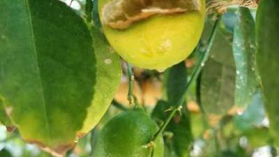 بسبب الأمطار.. المناخ الزراعي يحذر من ظاهرة تشقق ثمار المانجو