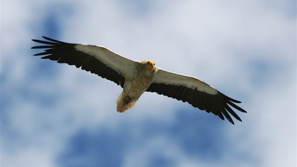 نسر مصري يحلق في