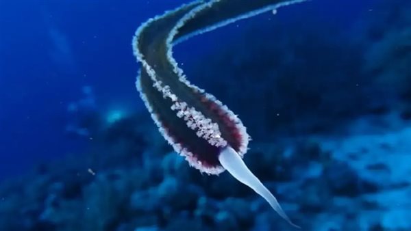 حيوان بلا فم ولا