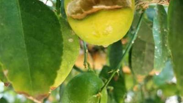 تشقق المانجو