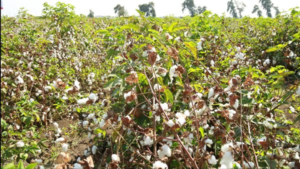 القطن المصري بكفر