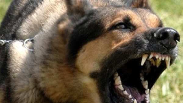 كلب مسعور _ أرشيفية