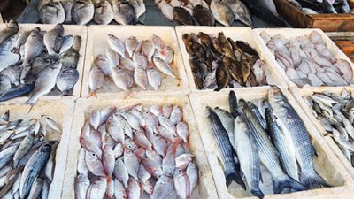 البلطي بـ25 جنيهًا.. أسعار الأسماك في السويس 
